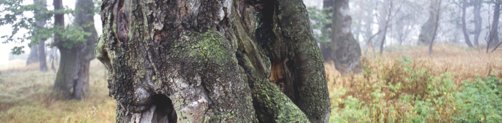 Natur im Osterzgebirge
