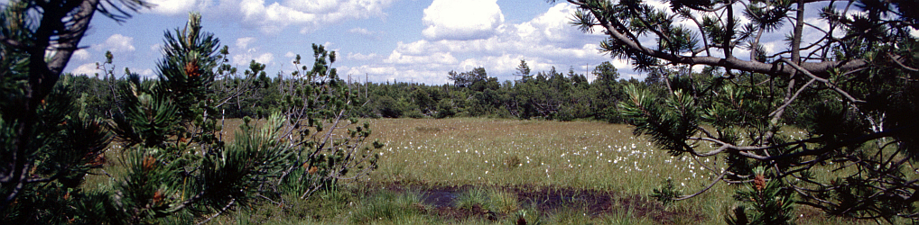 Natur im Osterzgebirge
