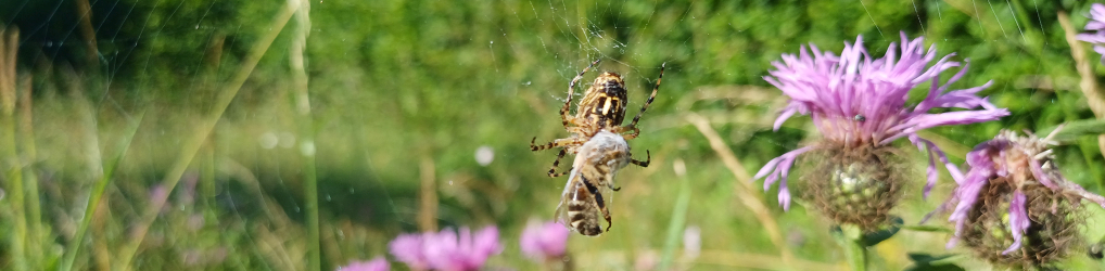 Natur im Osterzgebirge