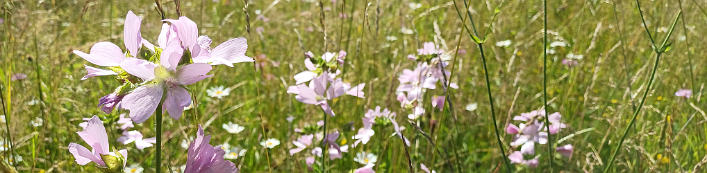 Natur im Osterzgebirge