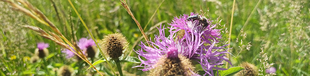 Natur im Osterzgebirge