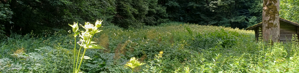 Natur im Osterzgebirge