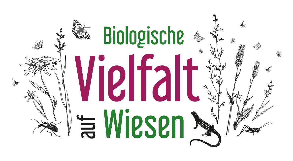 Wiesen voller Leben: Wir laden ein zum Fest der Artenvielfalt in Reinhardtsdorf-Schöna