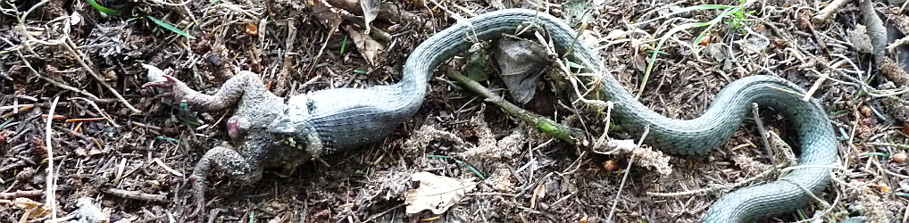 Natur im Osterzgebirge