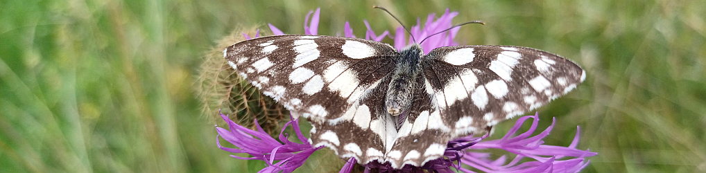 Natur im Osterzgebirge