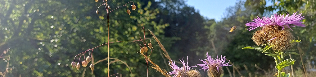 Natur im Osterzgebirge