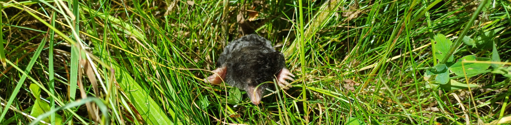 Natur im Osterzgebirge