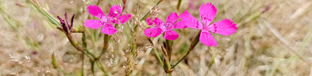 Natur im Osterzgebirge