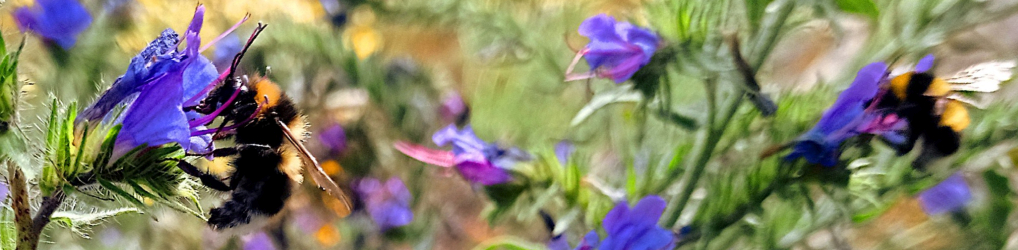 Natur im Osterzgebirge