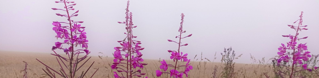 Natur im Osterzgebirge