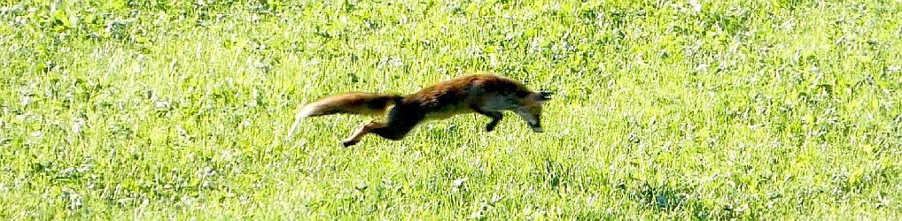 Natur im Osterzgebirge