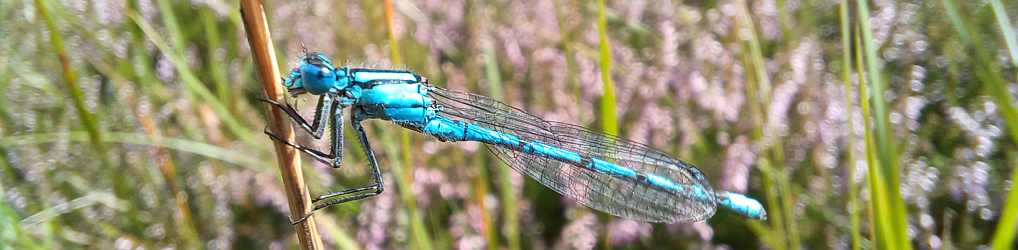 Natur im Osterzgebirge