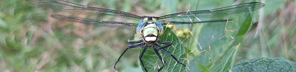 Natur im Osterzgebirge