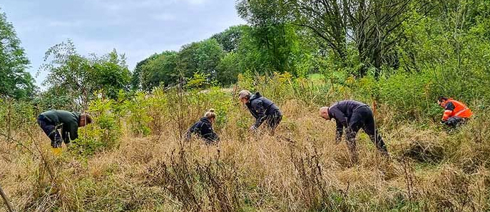 Gelbe Füchse im grünen Wald – Hiekenbusch-Einsatz am 17. September Gelbe Füchse im grünen Wald – Hiekenbusch-Einsatz am 17. September