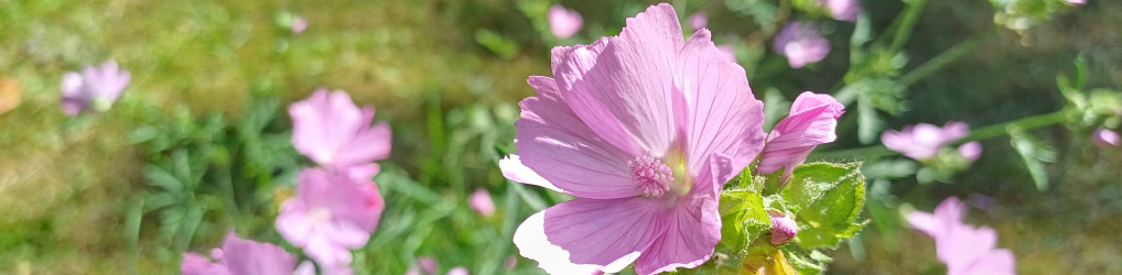 Natur im Osterzgebirge