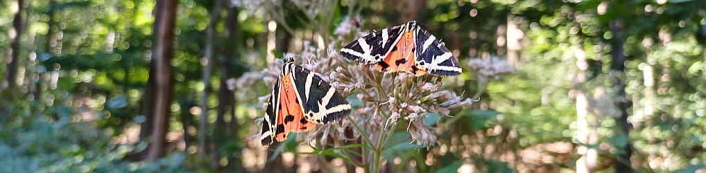 Natur im Osterzgebirge