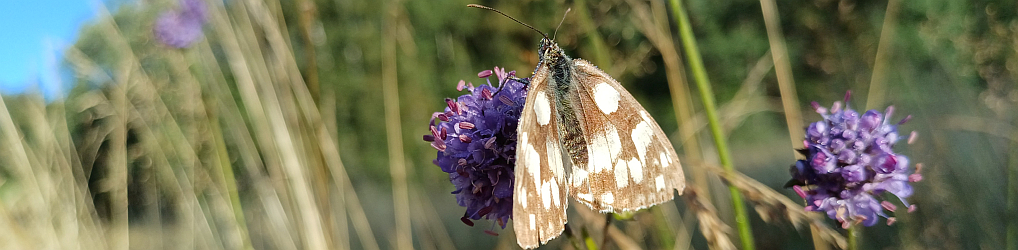 Natur im Osterzgebirge