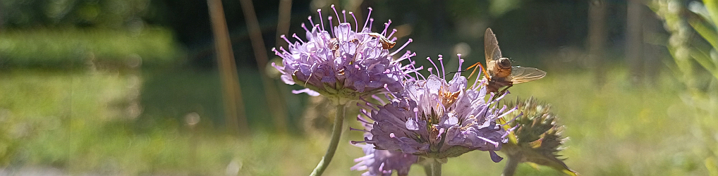 Natur im Osterzgebirge
