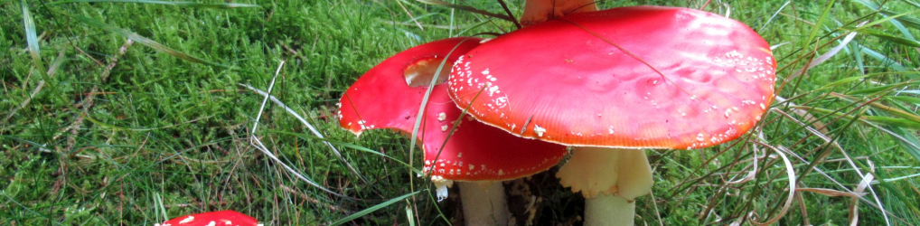 Natur im Osterzgebirge