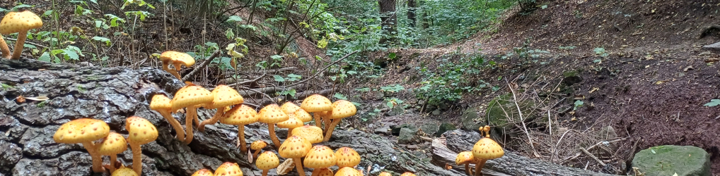 Natur im Osterzgebirge