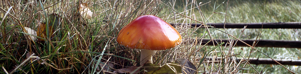 Natur im Osterzgebirge