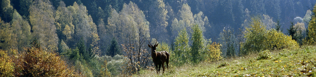 Natur im Osterzgebirge