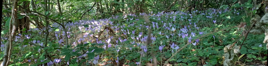Natur im Osterzgebirge