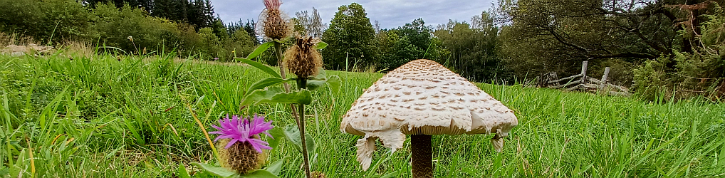 Natur im Osterzgebirge