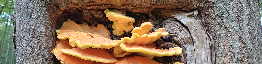 Natur im Osterzgebirge