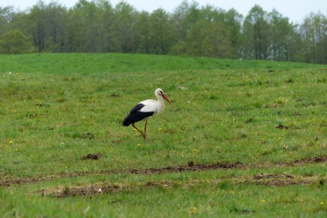 Weißstörche im Landkreis: 61 Jungvögel flügge geworden Weißstörche im Landkreis: 61 Jungvögel flügge geworden