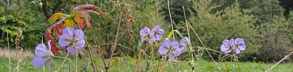 Natur im Osterzgebirge