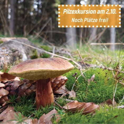 Pilzexkursion am 2.10. – Kommt mit! Pilzexkursion am 2.10. – Kommt mit!