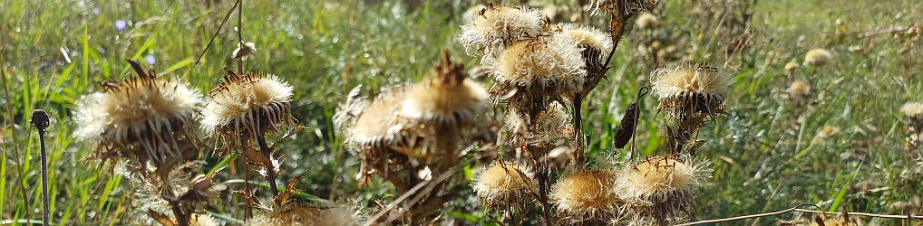 Natur im Osterzgebirge