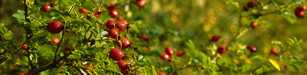 Natur im Osterzgebirge