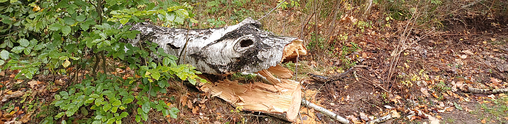 Natur im Osterzgebirge