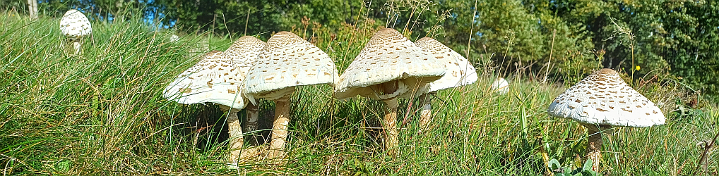 Natur im Osterzgebirge