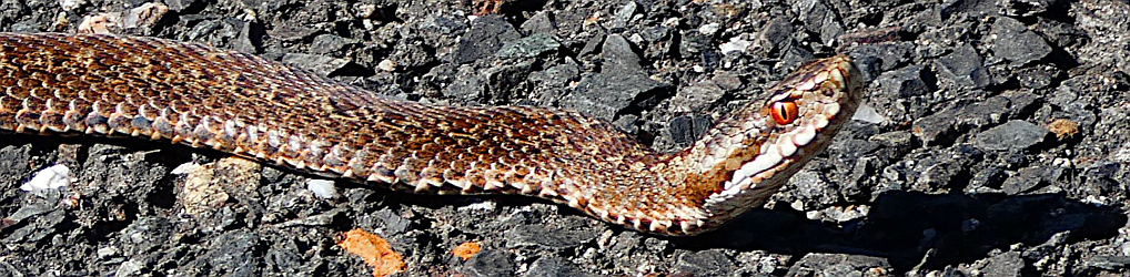 Natur im Osterzgebirge